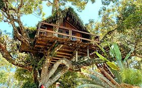 Art Jungle Eco Lodge